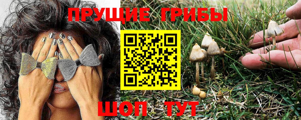 Волгоград  Псилоцибиновые грибы Psilocybe  Вход с VPN 